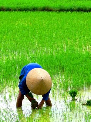 GLIMPSE OF MEKONG DELTA